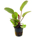 红蛋叶草-缩略图-4