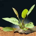 红蛋叶草-缩略图-5