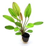 红蛋叶草-缩略图-6