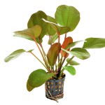 红蛋叶草-缩略图-7