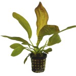 红蛋叶草-缩略图-8