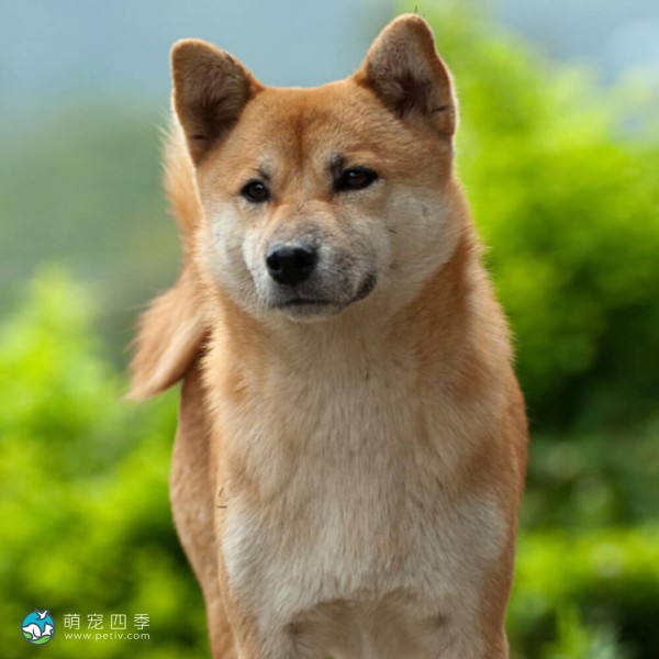 柴犬-3