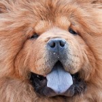 松狮犬-缩略图-2