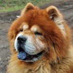 松狮犬-缩略图-3