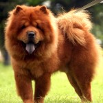 松狮犬-缩略图-4