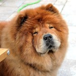 松狮犬-缩略图-5