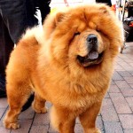 松狮犬-缩略图-6