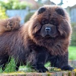 松狮犬-缩略图-7