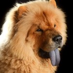 松狮犬-缩略图-8