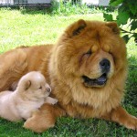 松狮犬-缩略图-9