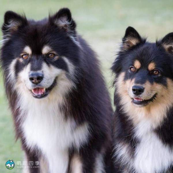 芬兰拉普犬-3