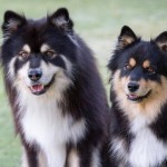 芬兰拉普犬-缩略图-3