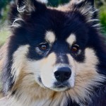 芬兰拉普犬-缩略图-4