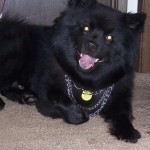 瑞典拉普犬-缩略图-1