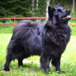 瑞典拉普犬-缩略图-2