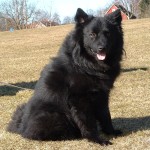 瑞典拉普犬-缩略图-3