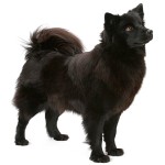 瑞典拉普犬-缩略图-4