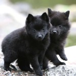 瑞典拉普犬-缩略图-5