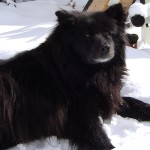 瑞典拉普犬-缩略图-6