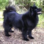 瑞典拉普犬-缩略图-7