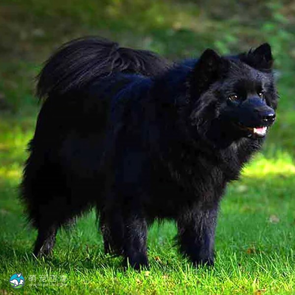 瑞典拉普犬-8