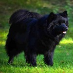 瑞典拉普犬-缩略图-8