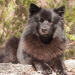 瑞典拉普犬-缩略图-9