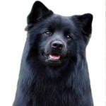 瑞典拉普犬-缩略图-10