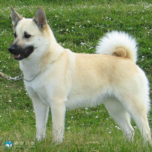 挪威牧羊犬-1