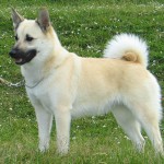 挪威牧羊犬-缩略图-1