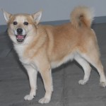 挪威牧羊犬-缩略图-5