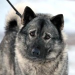 挪威猎麋犬-缩略图-1