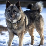 挪威猎麋犬-缩略图-2