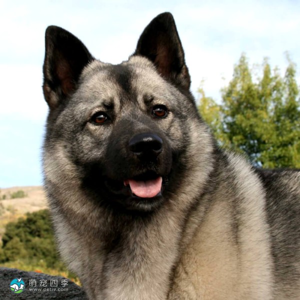 挪威猎麋犬-3