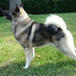 挪威猎麋犬-缩略图-4