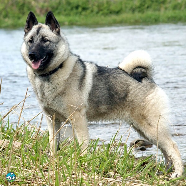 挪威猎麋犬-5