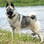 挪威猎麋犬-缩略图-5