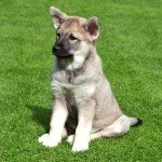 挪威猎麋犬-缩略图-6