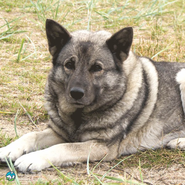 挪威猎麋犬-7