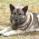 挪威猎麋犬-缩略图-7