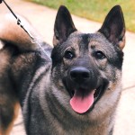 挪威猎麋犬-缩略图-8