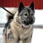 挪威猎麋犬-缩略图-9