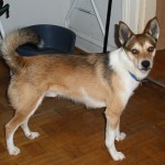 伦德猎犬-缩略图-2