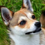 伦德猎犬-缩略图-3