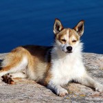 伦德猎犬-缩略图-4