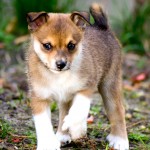 伦德猎犬-缩略图-5