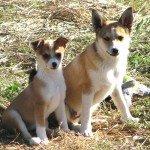 伦德猎犬-缩略图-6