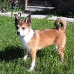 伦德猎犬-缩略图-7