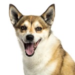 伦德猎犬-缩略图-8