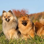 德国尖嘴犬-缩略图-1